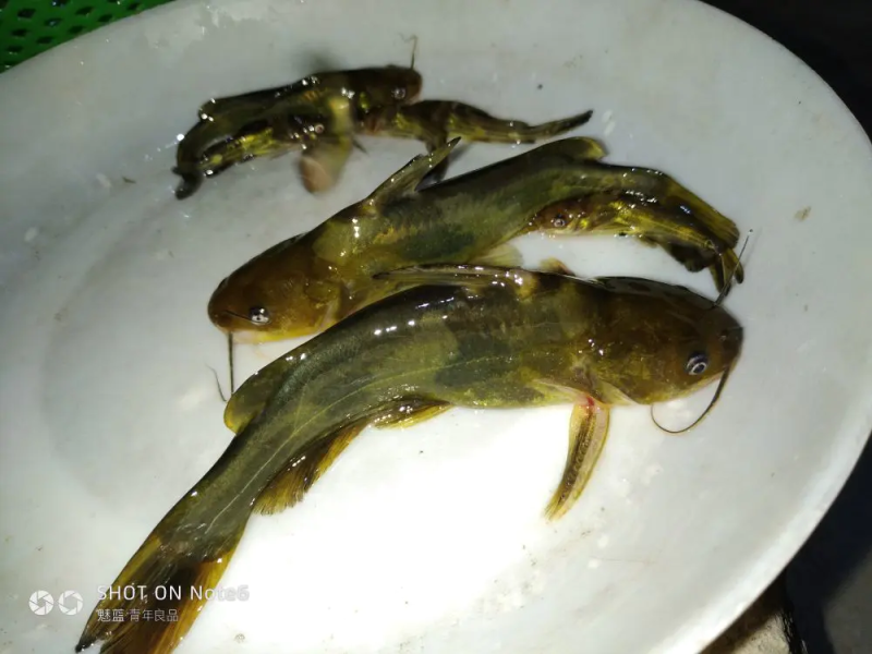 黄骨鱼苗，黄颡鱼苗，杂交黄骨鱼苗，基地直发，欢迎实地考察
