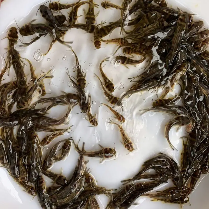 黄骨鱼苗，黄颡鱼苗，杂交黄骨鱼苗，基地直发，欢迎实地考察