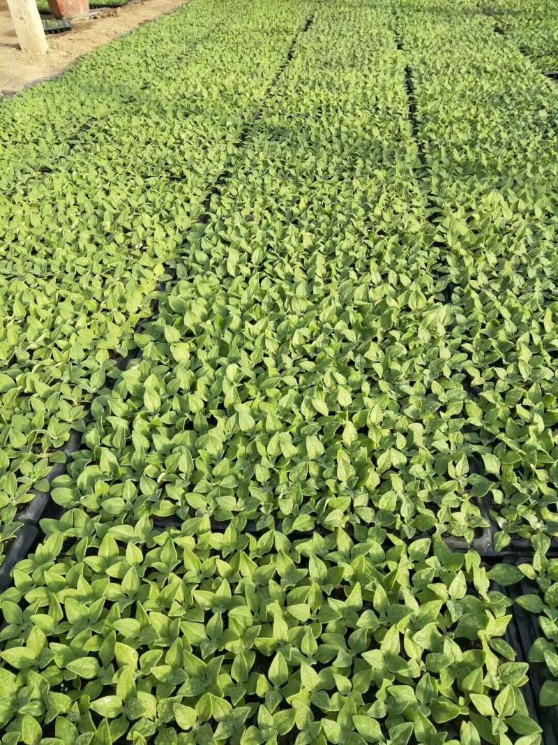 冰菜苗诚信经营采用正规原种