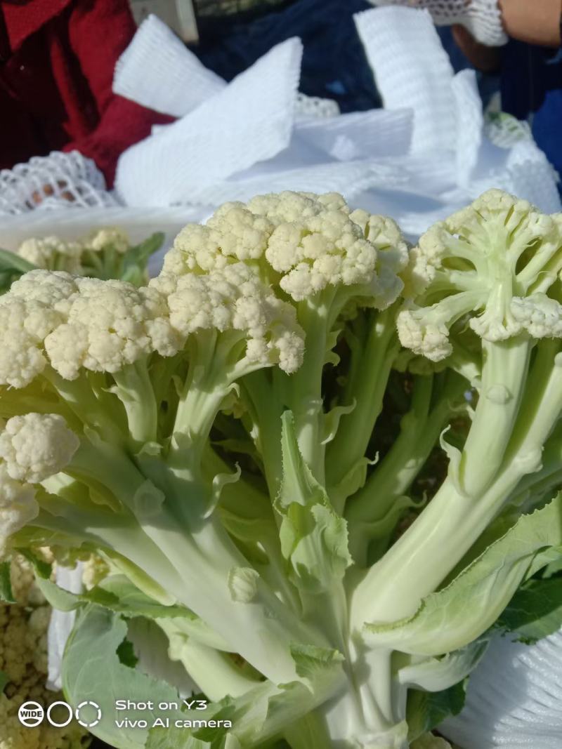 花菜松花菜砀山蔬菜基地安徽有机花菜