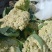 花菜松花菜砀山蔬菜基地安徽有机花菜