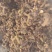 拐枣，新鲜野生拐枣净货，打霜后的拐枣，一手货源