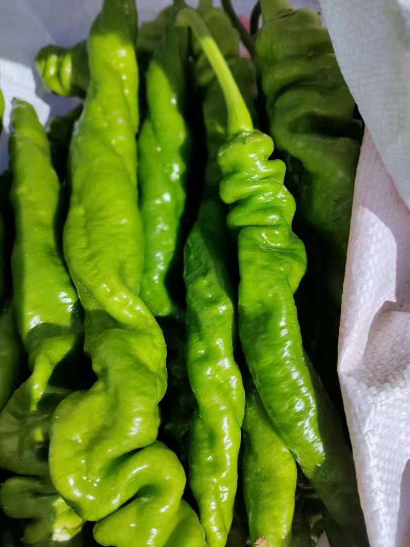 鲜辣椒薄皮椒线椒泡椒螺丝椒品种齐全货源充足