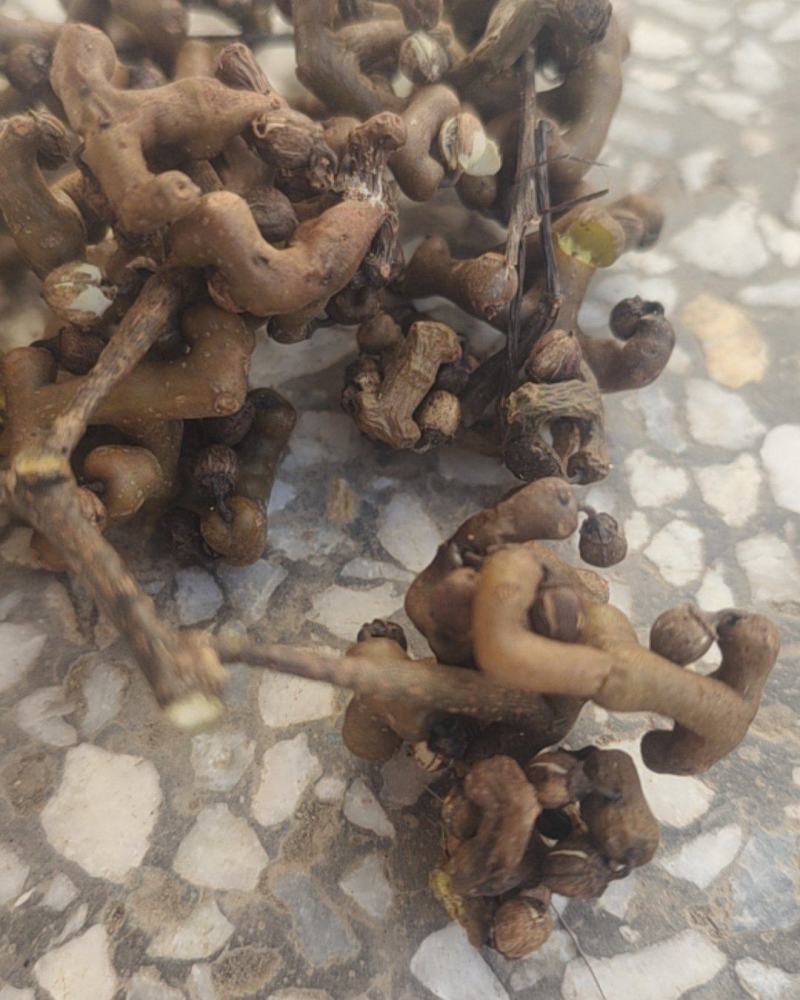 拐枣，新鲜野生拐枣净货，打霜后的拐枣，一手货源