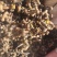 拐枣，新鲜野生拐枣净货，打霜后的拐枣，一手货源