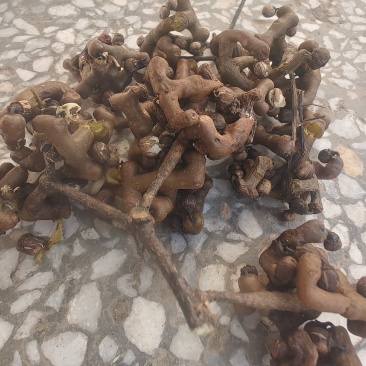 拐枣，新鲜野生拐枣净货，打霜后的拐枣，一手货源