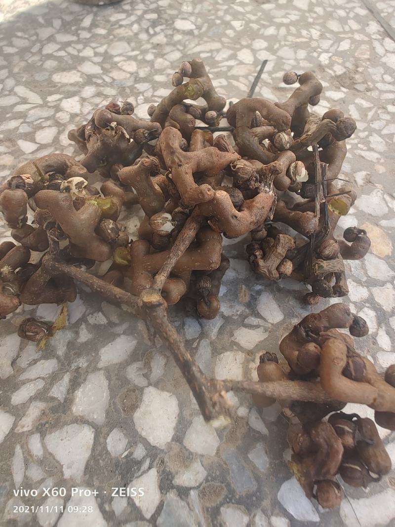 拐枣，新鲜野生拐枣净货，打霜后的拐枣，一手货源