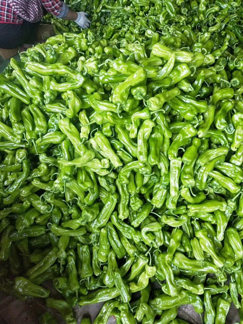 鲜辣椒薄皮椒线椒泡椒螺丝椒品种齐全货源充足
