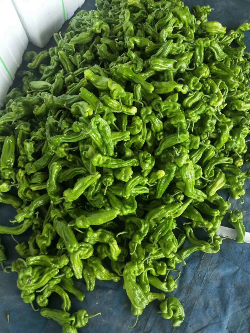 鲜辣椒薄皮椒线椒泡椒螺丝椒品种齐全货源充足