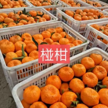 柑桔，诚信代办，自家也有果园，保质保量，看园订园釆园，产