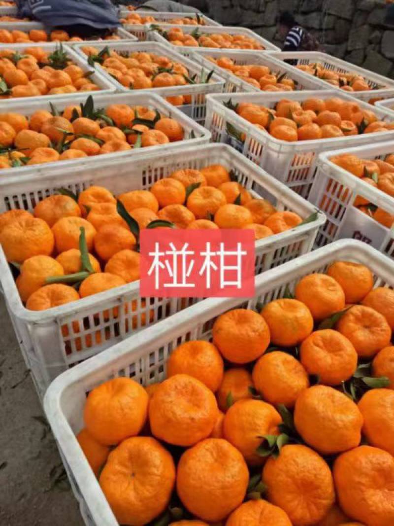 柑桔，诚信代办，自家也有果园，保质保量，看园订园釆园，产