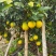 一百多万斤的……红江橙🍊
