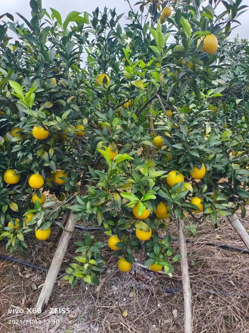 一百多万斤的……红江橙🍊