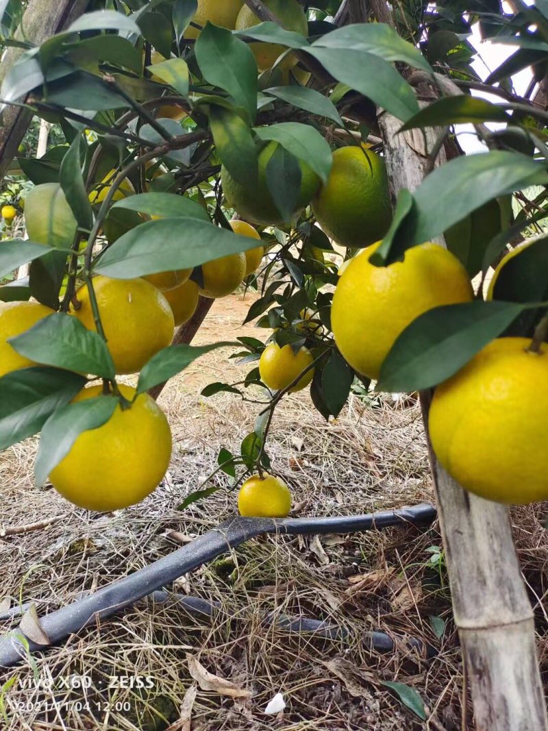 一百多万斤的……红江橙🍊