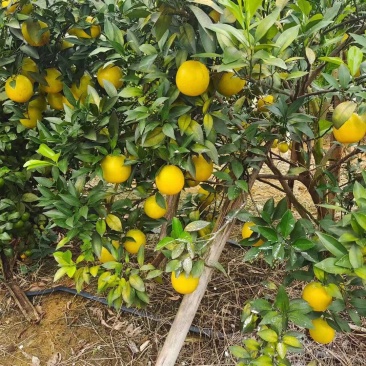 一百多万斤的……红江橙🍊