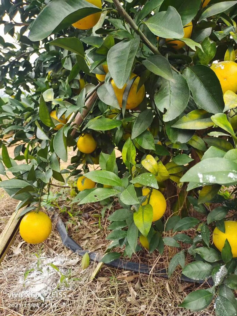 一百多万斤的……红江橙🍊