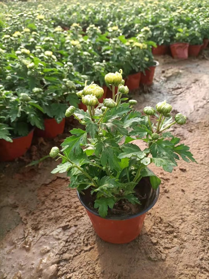 菊花，110双色盆，大量有货，物美价廉，欢迎咨询选购！