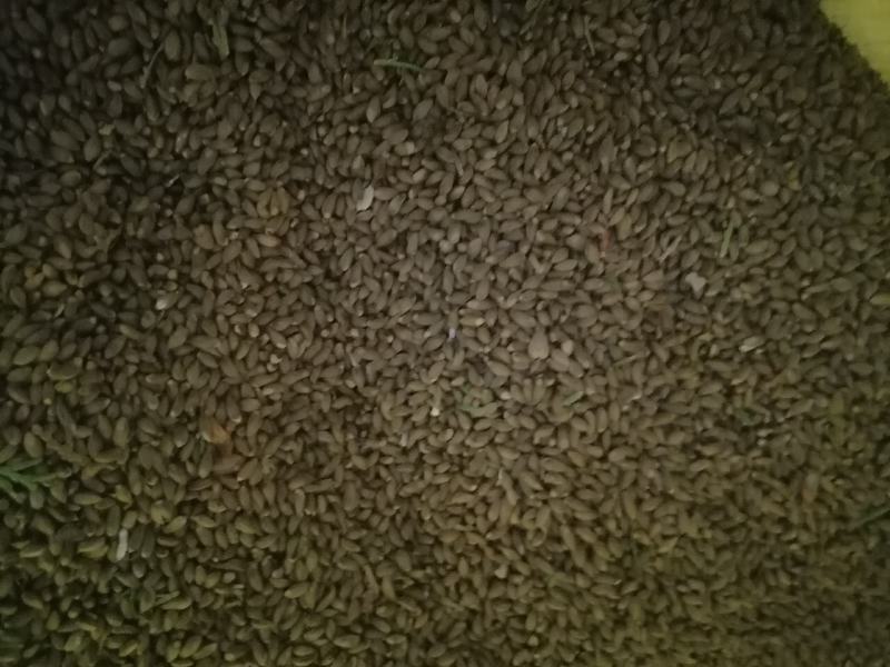 【推荐】柏籽柏树子产地直发量大优惠欢迎下单咨询