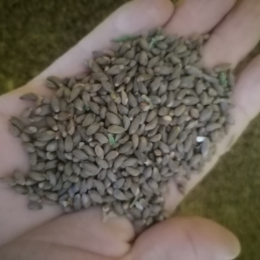 【推荐】柏籽柏树子产地直发量大优惠欢迎下单咨询