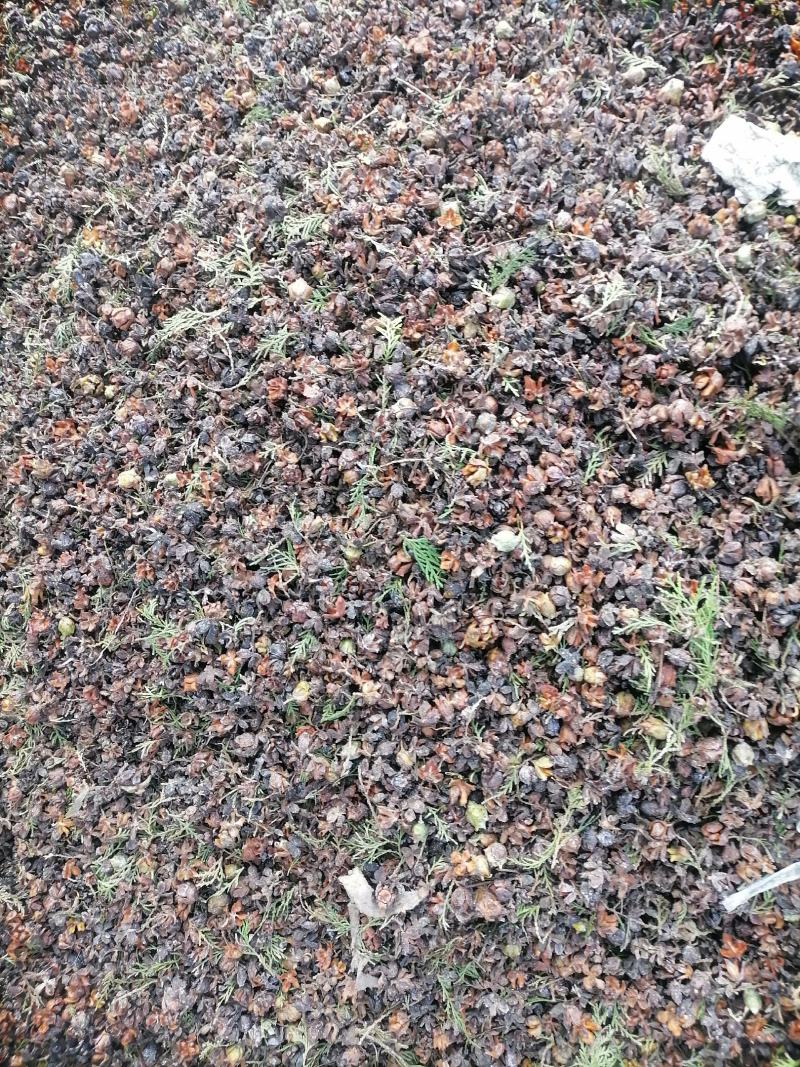 【推荐】柏籽柏树子产地直发量大优惠欢迎下单咨询