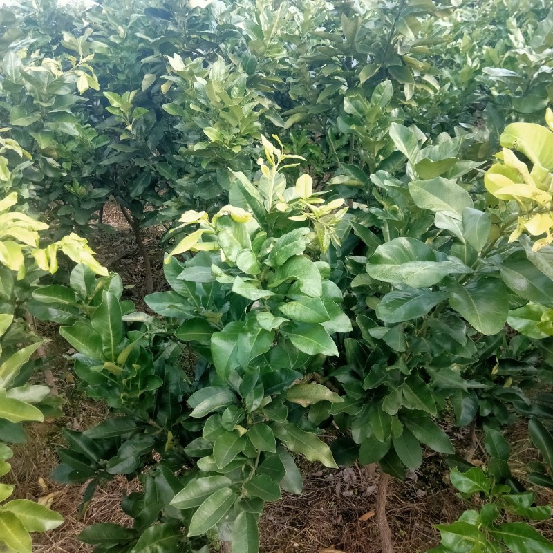 柚子苗三红柚苗三年三红蜜柚带土球，地径3_5公分高1米