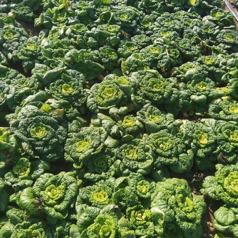 【优选】乌塌菜，黄心菜，大量上市，欢迎订购基地直供