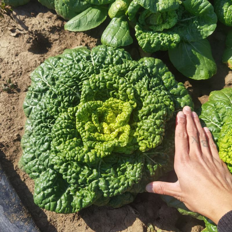 【优选】乌塌菜，黄心菜，大量上市，欢迎订购基地直供