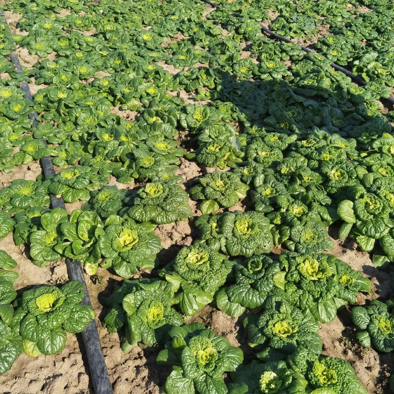 【优选】乌塌菜，黄心菜，大量上市，欢迎订购基地直供