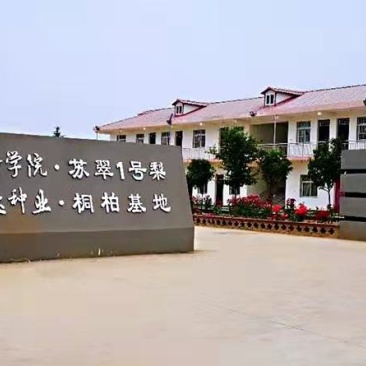 苏翠一号梨苗保湿发货，包成活率，品种纯正