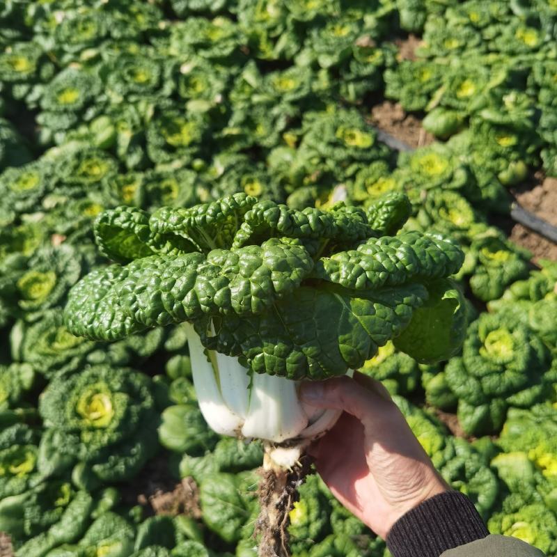 【优选】乌塌菜，黄心菜，大量上市，欢迎订购基地直供