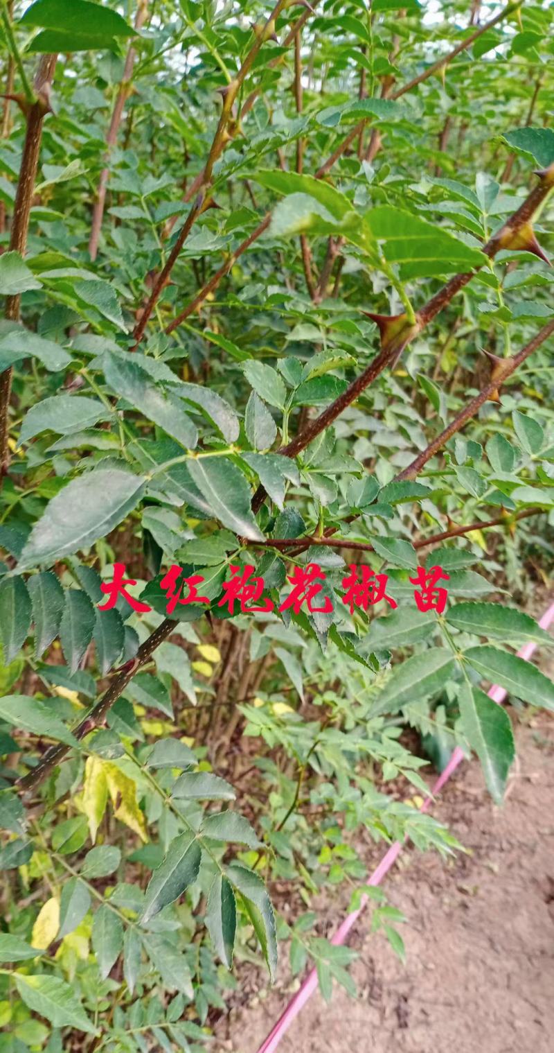 无刺花椒苗两年花椒苗大红袍花椒苗现场起苗保湿发货