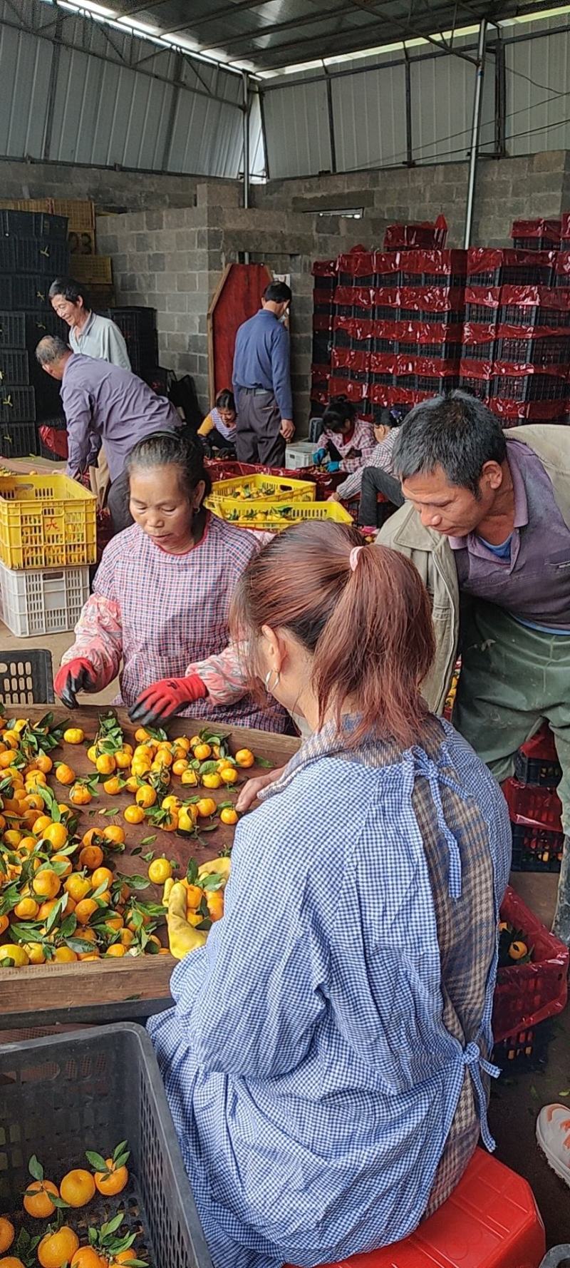 广西贺州普早沃柑大量供应中量大价格便宜专业代办