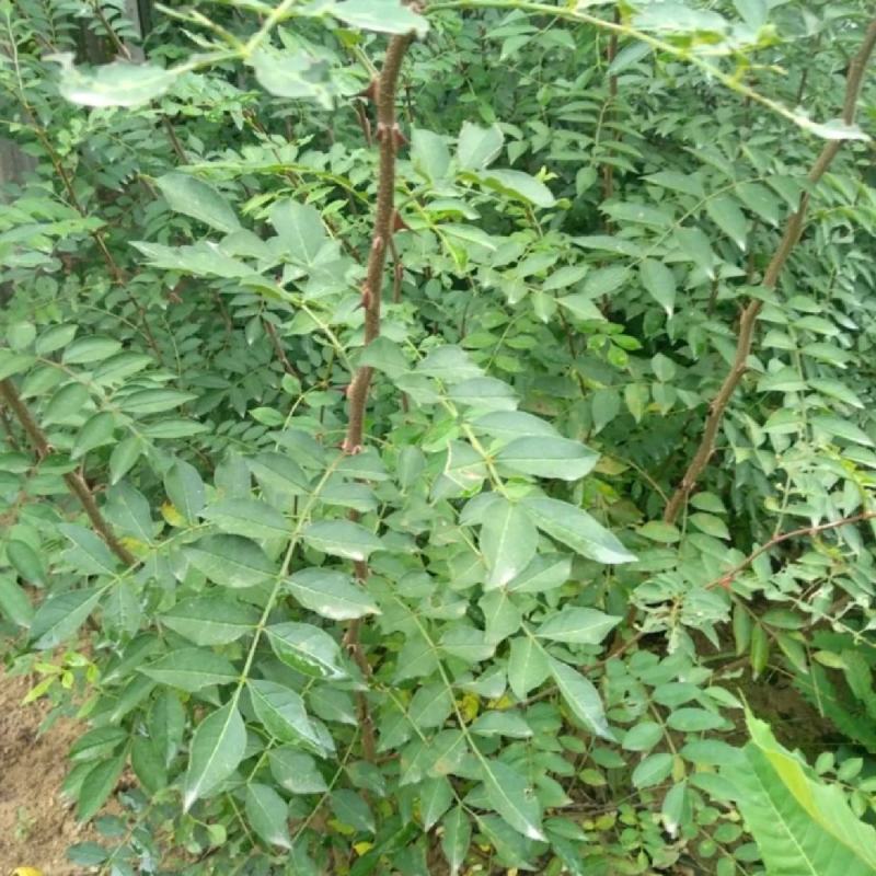 无刺花椒苗两年花椒苗大红袍花椒苗现场起苗保湿发货