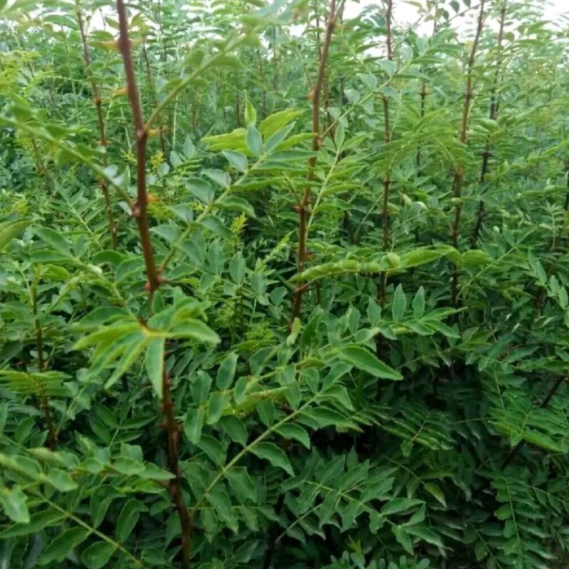 无刺花椒苗两年花椒苗大红袍花椒苗现场起苗保湿发货