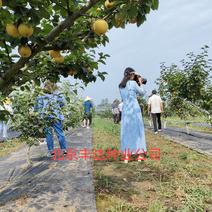 新玉早蜜梨树新品种保湿发货，品种正宗