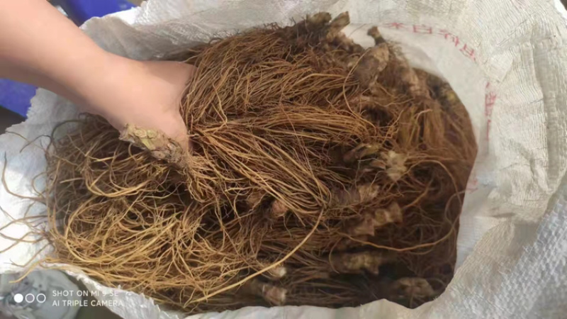 地胆头别名苦地胆，天芥菜，常年供应新鲜发货