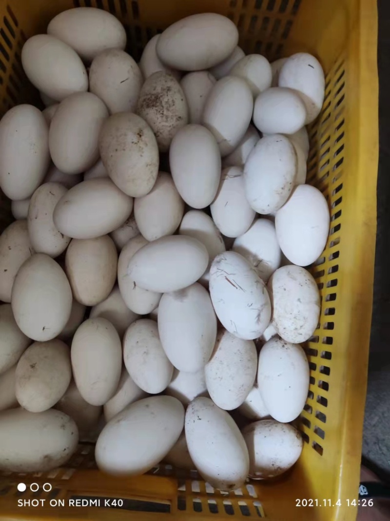 本场长期大量供应新鲜鹅蛋