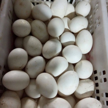 本场长期大量供应新鲜鹅蛋