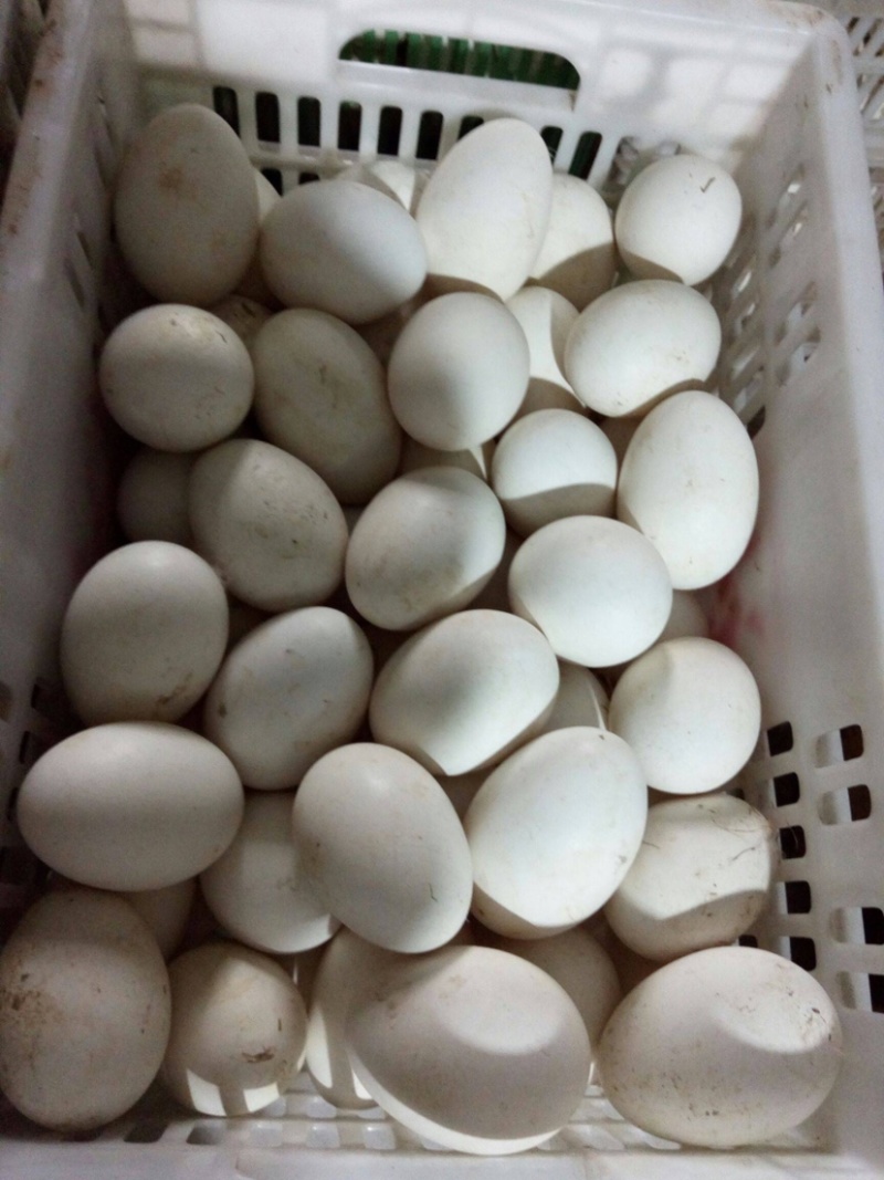 本场长期大量供应新鲜鹅蛋