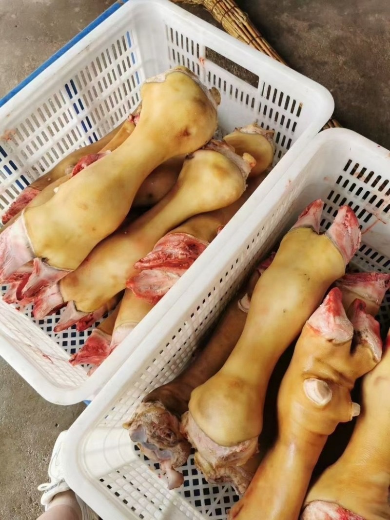 火烧毛牛蹄大公牛带骨牛蹄干净无毛欢迎前来订购