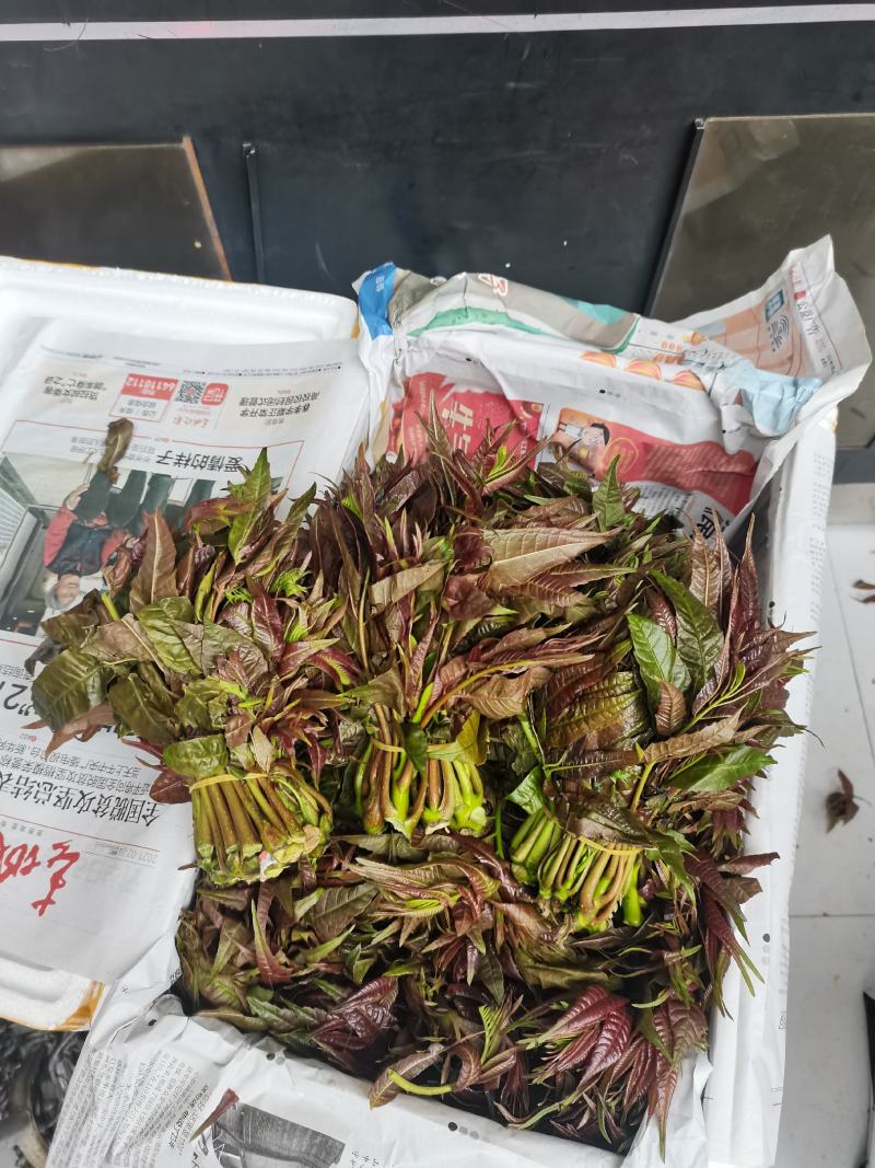 香椿