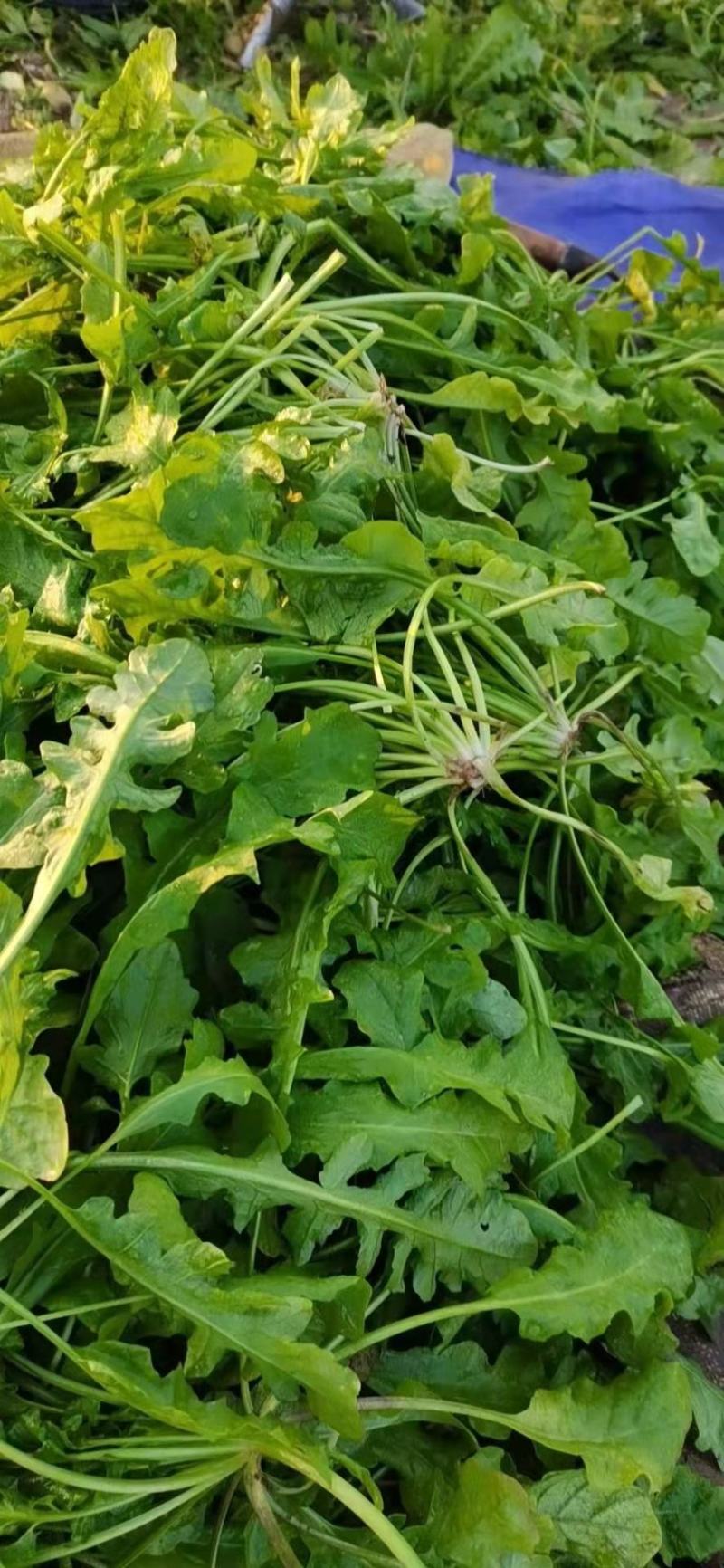 荠菜种子春秋可种天然野生荠荠菜种子高产耐寒生长快一手货源