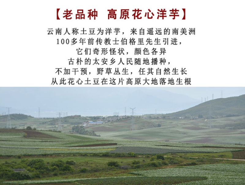 七彩土豆为云南大理剑川特产，富含大量花青素。