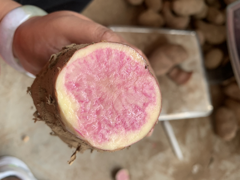 七彩土豆为云南大理剑川特产，富含大量花青素。