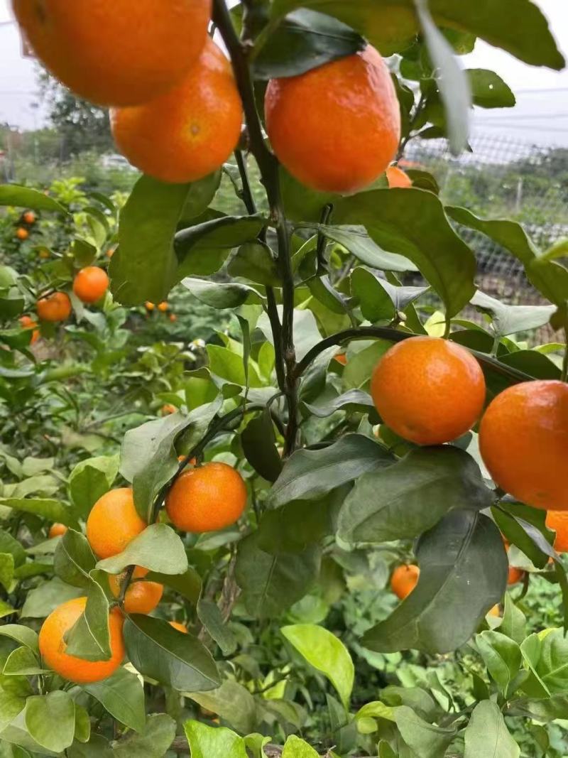 广西柑橘沙糖桔大量上市口感好诚信经营
