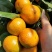 广西柑橘沙糖桔大量上市口感好诚信经营