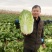 矮棵黄心大白菜大量供应，产地直发，有秋黄秋宝玲珑黄