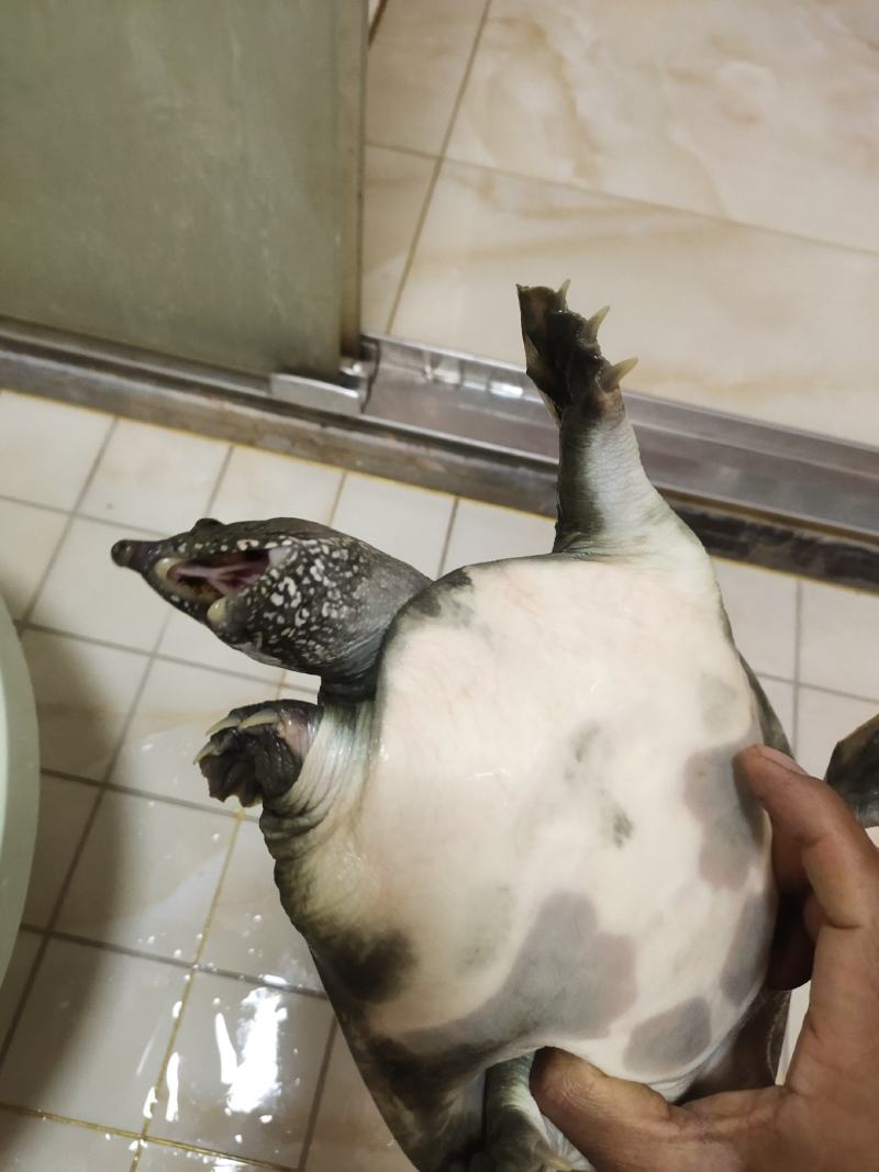 正宗土甲鱼