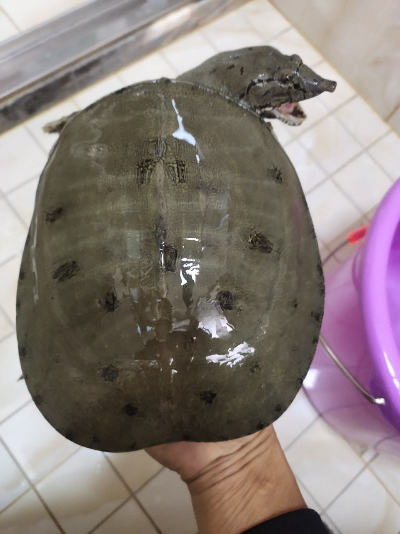 正宗土甲鱼
