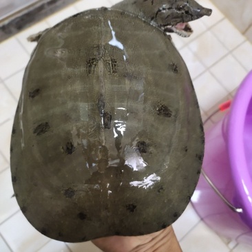 正宗土甲鱼